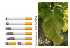Tobacco products are extremely toxic in what pets?

Some clinical signs of poisioning?