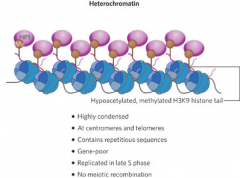 Heterochromatin
