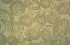 Identify the Order and species of the nematode shown