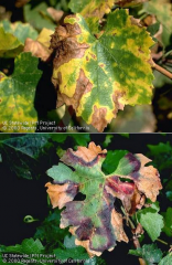 Leaves become slightly yellow or red along margins in white (top) and red (bottom) varieties.