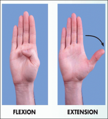 Flexion - make a fist
Extension - extend or open the fist
Abduction/Adduction - spread fingers apart and back together

Thumb ROM - flexion, extension, abduction, adduction, opposition