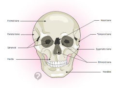 irregular shaped anterior to sphenoid