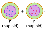 haploid (mnemonic: Happy One)