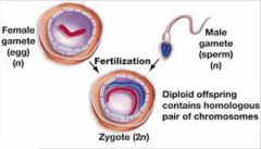 Fusing of male and female gametes to form zygote.