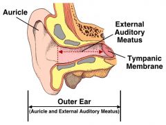 canal leading to ear drum and middle ear