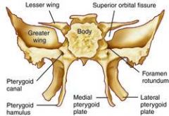 anterior to temporal bone, forms part of the eye orbits