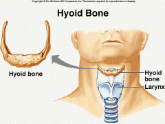located in throat above larynx, does not articulate with any other bone
