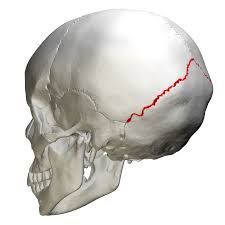 occipital and parietal bones