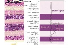 Photoreceptor Layer (Prc) (deep) 2. Outer nuclear layer (ONL) 3. Outer plexiform layer (OPL) 4. Inner nuclear layer (INL) 5. Inner plexiform layer (IPL) 6. Retinal ganglion cell layer (RGL) 7. Nerve fiber layer (NFL-in this diagram its called the ...