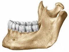 lower jaw bone