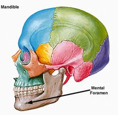 prominent opening in body of mandible