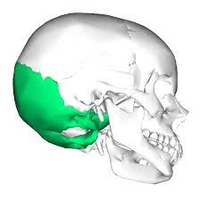 most posterior bone of cranium