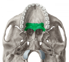 form part of hard palate