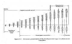 Synonym of fixed growth, and pre-form shoot growth patterns

Determinate plants not a lot of overlap between vegetative growth and reproductive growth