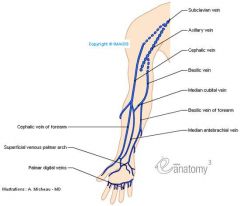 vein- upper arm lying along the inner border of the biceps -draining the whole limb-opening into the axillary vein     