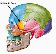 bat shaped, keystone bone of cranium as articulates with all other cranial bones