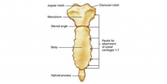 articulation of manubrium and body of sternum, level of second rib