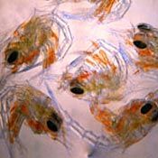 a larval form of certain crustaceans [n, adj, n]