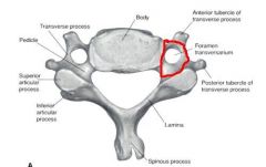 only in cervical vertebra for vertebral arteries to pass to brain