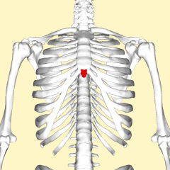 inferior end of sternum, at fifth intercoastals space