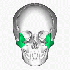 lateral to maxilla, forms cheek bone