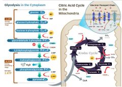 glycolysis
the citric/kreb cycle
electron transport chain