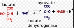lactate dehydrogenase 

results in lactate, NAD+, H2 molecule