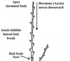 Complete inhibition of lateral buds during current growing season

Effects of apical dominance are only during the current growing season, on single branch