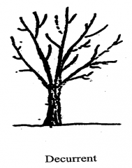 Overall growth pattern of many deciduous trees

Several competing branches of roughly similar size 
No central leader
Develops through bifurcation of main branches
