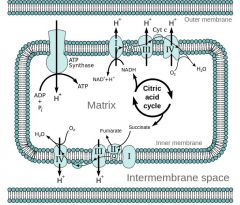 inside the mitochondrial matrix

The MATRIX.