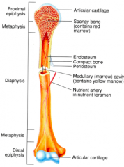 diaphysis
epiphyses
metaphyses
articular cartilage
periosteum
medullary cavity
endosteum