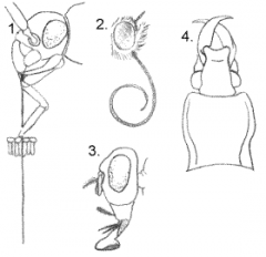 1. Piercing sucking (mosquitoes, fleas, aphids, mealybugs)
2. Siphoning (diptera)
3. Sponging (lepidoptera)
4. Biting / chewing (beetles, catepillars, grasshoppers)