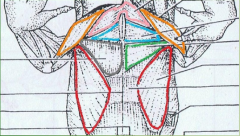 (green) 
Origin: sternum
Insertion: ventral side of humerus
Action: draws arms towards chest