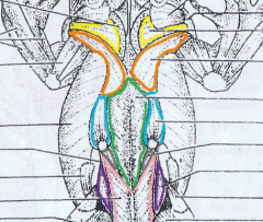 (orange) 
Origin: dorsal fascia
Insertion: proximal end of humerus
Action: raises arm dorsally