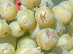 Starfish pattern on berry scarring caused by thrips feeding on young grape berries.