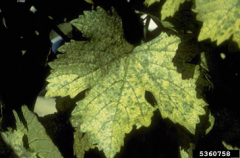 Damage to grape leaves caused by leafhoppers