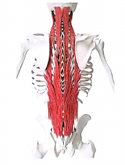 (Spinalis, longissimus og ilicostalis)
 
Funktion: Ekstention og lateral fleksion af rygsøjle og nakke