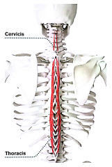 (også cervicis) Ekstension af rygsøjle. Ekstension og lateral fleksion af nakke.


Det er denne erector spinae-muskel der ligger tættest på rygsøjlen. Den hæfter på torntappene.


Udspring: processus spinosi L2-T11


Insertion: proces...