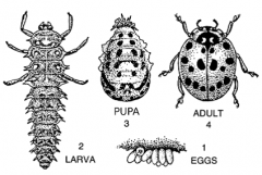 Four life stages: as an embryo or egg, a larva, a pupa and an imago or adult 
EX: grape amnivorous leafrollers