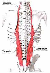 (også thoracis og cervicis) Ekstention, lateral fleksion af rygsøjle og nakke. Iliocostalis er den erector spinae muskel der er placeret længst væk fra rygsøjlen. Med undtagelse af Cervicis hæfter den bredt på ribbene. Udspring: crista ilia...