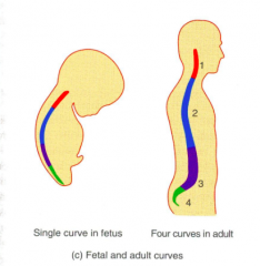 fetal: Single concave curve
adult: Four curves, two concave and two convex
Primary: Thoracic and Sacral curves that retain the concave shape
Secondary: Cervical and Lumbar curves that grow to be convex