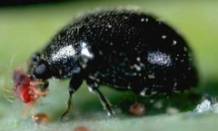 - Beetles, true bugs, lacewings, flied, midges, spiders, wasps, and predatory mites
- can be found throughout plants
- some are specialized in their choice of prey and others are generalists
- EX Spider mite destroyer lady beetle