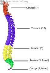 cervical (7)
thoracic (12)
lumbar (5)
sacral (2)
[26 in all]