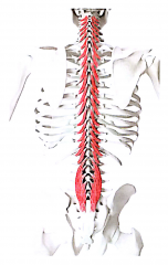 Ekstension, lateral fleksion og rotation af rygsøjle. (stabiliserer rygsøjlen, hvert rygsegment)