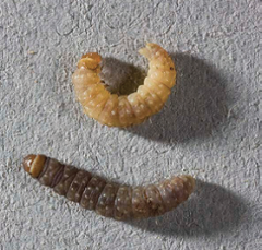 Young larvae are creamy white with black heads. Older larvae are tan to yellow-brown, turning dark green or maroon as they mature.