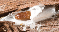 Overwinters as pupa under the bark