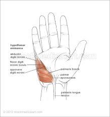 pinky side of hand is made up of which muscles?