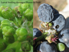 Second-generation larvae (July-August) feed on green berries. Young larvae penetrate the berry and hollow them out, leaving the skin and seeds