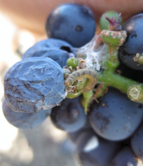 Third-generation larvae (August-September) cause the greatest damage by webbing and feeding inside berries and within bunches, which become contaminated with frass (excrement). 
Additionally, feeding damage to berries after veraison exposes them ...