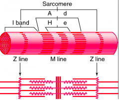 Z disc - separates one sarcomere from the next
M line - hold the thick filaments together at the centre
I band - thin filaments
A band - extends the length of the thick filaments
H zone - thick filaments
